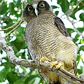 Rufous Owl<br />Canon EOS 7D + EF400 F5.6L