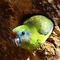 Double-eyed Fig-parrot nesting in North Esplanade<br />Canon EOS 7D + EF400 F5.6L