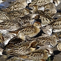Lots of young Sharp-tailed Sandpipers are arriving<br />Canon EOS 7D + EF400 F5.6L