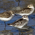 Broad-billed Sandpiper first seen this season (for me)<br />Canon EOS 7D + EF400 F5.6L