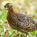 Red-backed Button-quail Female<br />Canon EOS 7D + EF400 F5.6L