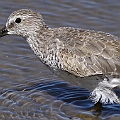 Red Knot 1st Winter? still showing some juvenile feathers. (I noticed that too many juvenile feathers in the lesser coverts for 2nd Winter)<br />Canon EOS 7D + EF400 F5.6L