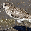 Grey Plover possible 1st Winter. The coverts and tertiaries have worn out so much. <br />Canon EOS 7D + EF400 F5.6L
