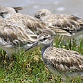 Counted 300 Great Knots today. I noticed only one bird that has this feather. <br />PS. I have just leant that this bird is 1st Winter. I have to look for real 2nd Winter now!<br />Canon EOS 7D + EF400 F5.6L