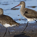 Black-tailed Godwits Winter. Regular visitors to Cairns.<br />Canon EOS 7D + EF400 F5.6L<br /><br />