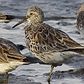 Great Knots with interesting new scapular feathers. I can see some old winter feathers too.  <br />Canon EOS 7D + EF400 F5.6L