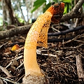 Stinkhorn (Phallales) in Kuranda