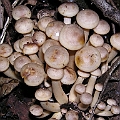 Fungus in Miyagi, Japan