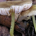 Fungus in Akita, Japan
