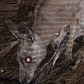 Eastern Grey Kangaroo came to drink spring water<br />Canon EOS 7D + EF400 F5.6L + SPEEDLITE 580EXII + Better Beamer