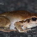 Jungguy Frog<br />Canon EOS 7D + EF300 F2.8L III  + SPEEDLITE 580EXII