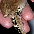 Jungguy Frog