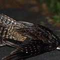 White-throated Nightjar fresh road kill<br />Canon EOS 7D + EF300 F2.8L III  + SPEEDLITE 580EXII