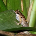 Common Nursery Frog<br />Canon EOS 7D + EF300 F2.8L III  + SPEEDLITE 580EXII