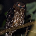 Boobook Owl (Red Boobook)<br />Canon EOS 7D + EF300 F2.8L III  + SPEEDLITE 580EXII