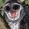 Sooty Owl<br />Canon EOS 7D + EF400 F5.6L + SPEEDLITE 580EXII + Better Beamer