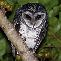 Sooty Owl<br />Canon EOS 7D + EF400 F5.6L + SPEEDLITE 580EXII + Better Beamer
