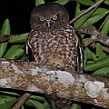 Boobook Owl (Red Boobook)<br />Canon EOS 7D + EF400 F5.6L + SPEEDLITE 580EXII + Better Beamer