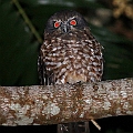 One Boobook Owl (Red Boobook ?)<br />Canon EOS 7D + EF400 F5.6L + SPEEDLITE 580EXII + Better Beamer