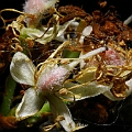 Cynometra iripa (Wrinkle Pod Mangrove) in bloom<br />Canon KDX + EFS60 F2.8 + SPEEDLITE 380EX