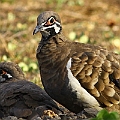 Squatter Pigeon in Granite Gorge<br />Canon 7D + EF400 F5.6L