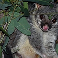 Possum in Granite Gorge<br />Canon 7D + EF70-200 F4L + EF1.4xII + SPEEDLITE 580EXII