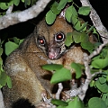 Possum in Granite Gorge<br />Canon 7D + EF70-200 F4L + EF1.4xII + SPEEDLITE 580EXII