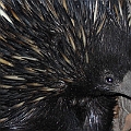 Echidna in Granite Gorge<br />Canon 7D + EF70-200 F4L + EF1.4xII + SPEEDLITE 580EXII