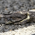 Frilled Lizard in Mareeba<br />Canon 7D + EF70-200 F4L IS