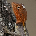 Northern Two-lined Dragon in Davis Creek<br />Canon 7D + EF70-200 F4L IS