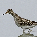 Pectoral Sandpiper in Mareeba<br />Canon EOS 7D + EF300 F2.8L III + EF2xIII