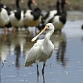 Yellow-billed Spoonbill in Mareeba<br />Canon EOS 7D + EF300 F2.8L III + EF2xIII