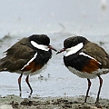 Red-kneed Dotterels in Mareeba<br />Canon EOS 7D + EF300 F2.8L III + EF2xIII