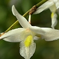 Dove Orchid (Dendrobium crumenatum)<br />Canon KDX + EFS60 Macro