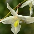 Orchids