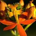 Crucifix Orchid (Epidendrum) Central American<br />Canon KDX + EFS60 Macro