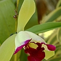 Orchid<br />Canon KDX + EFS60 Macro