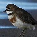 Double-banded Plover <br />Canon EOS 7D + EF300 F2.8L III + EF1.4xII