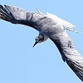Common Tern at Redden Island Beach<br />Canon EOS 7D + EF400 F5.6L