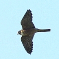 Australian Hobby over Barron River<br />Canon EOS 7D + EF300 F2.8L III + EF2xIII