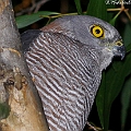 Brown Goshawk up-close. Redden Island Spotlighting on 07-06-2012<br />Canon EOS 7D + EF400 F5.6L + SPEEDLITE 580EXII + Better Beamer