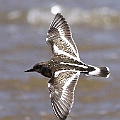 Young Ruddy Turnstone<br />Canon EOS 7D + EF400 F5.6L
