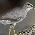 Wandering Tattler calling at Machans<br />Canon EOS 7D + EF400 F5.6L