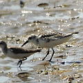 Red-necked Stint (Left) and imm. Sanderling (Right) at Machans Beach<br />Kowa TSN4 + Sony DSC W100