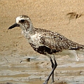 Grey Plover at Machans Beach<br />Kowa TSN4 + Sony DSC W100