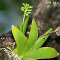 Unknown orchid possibly Oberonia found in Mangrove<br />Canon EOS 7DMK2 + EF70-200 F4.0L + EF1.4xII