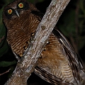 Female Rufous Owl<br />Canon EOS 7D + EF400 F5.6L + SPEEDLITE 580EXII + Better Beamer