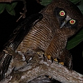 Male Rufous Owl<br />Canon EOS 7D + EF400 F5.6L + SPEEDLITE 580EXII + Better Beamer