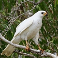 Grey Goshawk White Morph<br />Canon EOS 7D + EF400 F5.6L