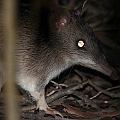 Long-nosed Bandicoot<br />Canon EOS 7D + EF300 F2.8L III  + SPEEDLITE 580EXII